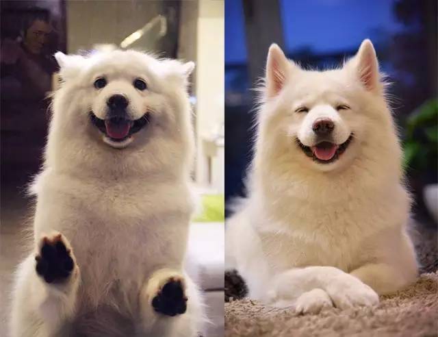 自媒体大事件,网红大v的猫狗