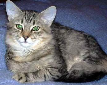 最便宜的宠物猫咪品种图片及价格,哪个品种的猫咪性格最好最温顺