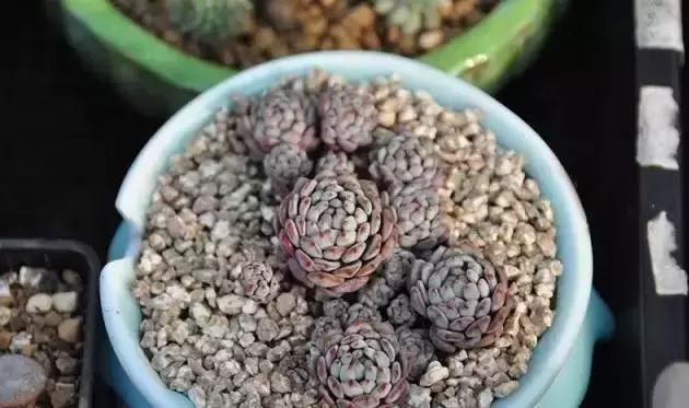 肉肉怎么浇水最好最合适,肉肉浇水最好的方法