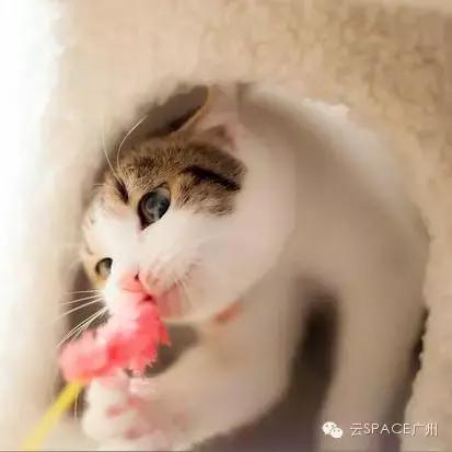 喵星人咖啡厅，治愈你疲惫的心！