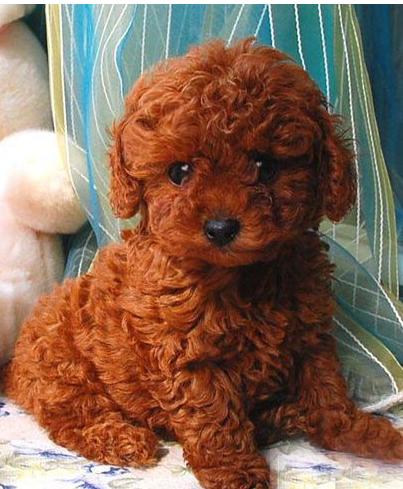 泰迪饲养注意事项,夏天泰迪狗狗生产注意事项