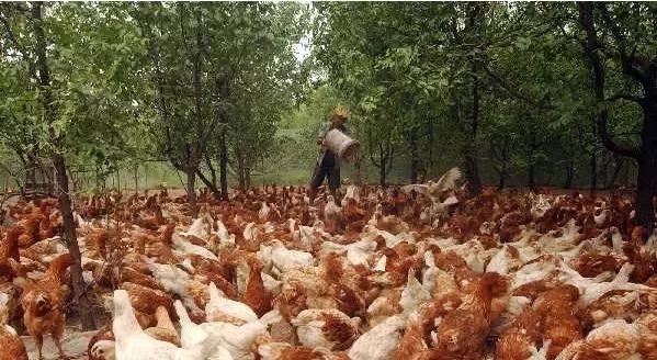 凭什么他的鸡这么受欢迎?给小编来一打!