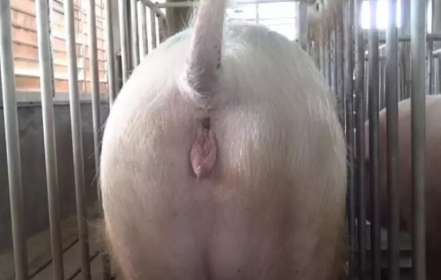 深宫输精“8字”决，好记！