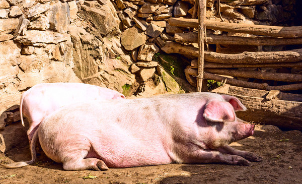 仔猪病毒性腹泻药物治疗方法,仔猪腹泻如何有效的预防与治疗
