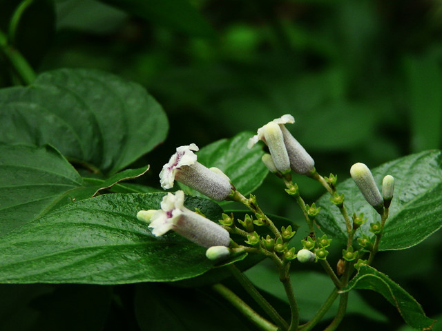 鸡屎藤名字的由来,鸡屎藤寓意