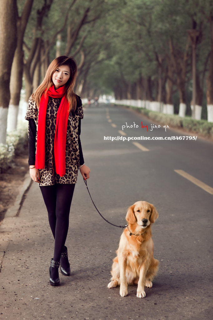 想如何训练狗狗定点上厕所,金毛1-3个月如何训练定点大小便