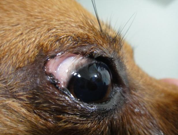 狗狗眼睑内翻手术大概多少钱,狗狗眼睑内翻注意什么