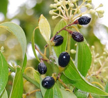 虞娇人凝胶,女性妇科疾病的克星?