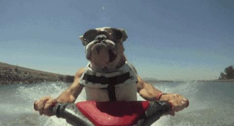 狗狗被主人吃柠檬,强迫狗狗吃柠檬了会怎样