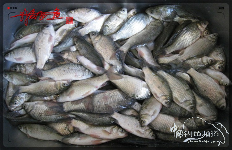 户外野钓小河沟七星鱼,鲫鱼野钓小河沟