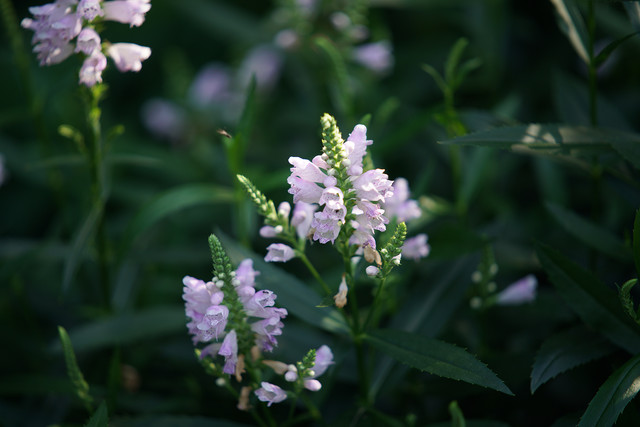 索尼fe70-200mmf4微距,索尼fe70-200mmf4goss拍多远