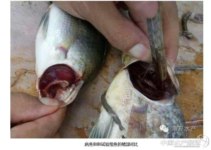 罗非鱼高温病怎样防治,罗非鱼如何防链球菌