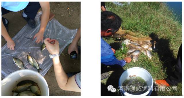 河南水产养殖现状,水产养殖业的发展现状和趋势