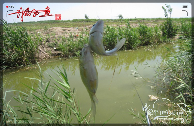 户外野钓小河沟七星鱼,鲫鱼野钓小河沟