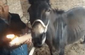 笑话小明搞笑视频,笑话小明原视频