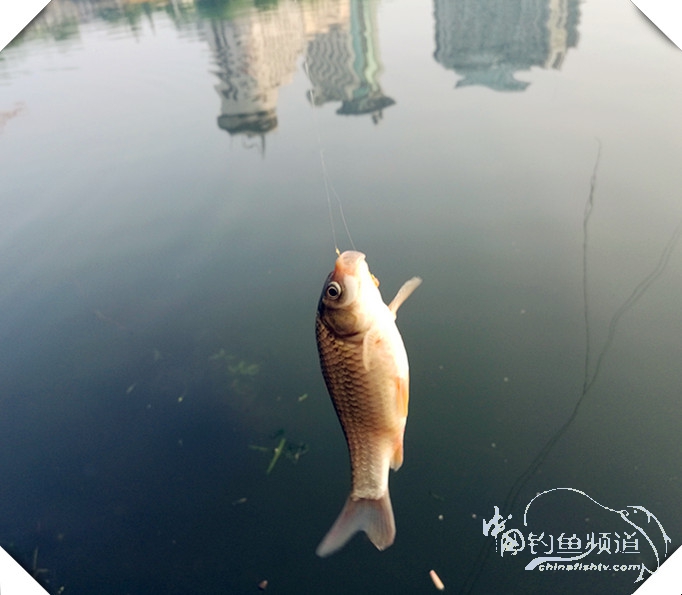 早起的鸟儿有虫吃动画,早起的鸟儿有虫吃故事