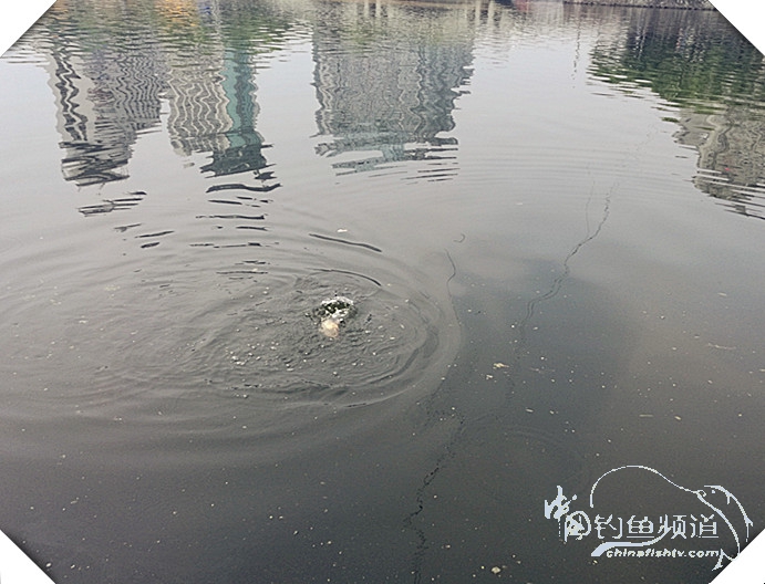 早起的鸟儿有虫吃动画,早起的鸟儿有虫吃故事