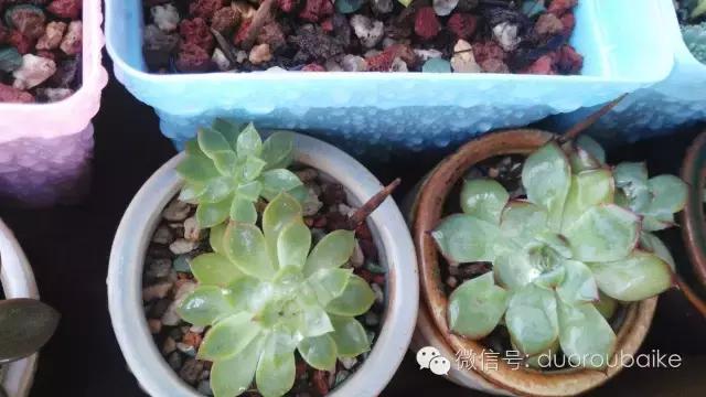 多肉挡雨遮阳布,伸缩挡雨架多肉