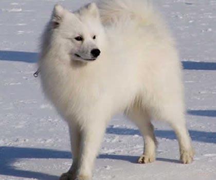 银狐犬的体重是多少,银狐犬一天喂多少粮