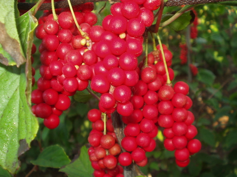 1味中药包含酸苦甘辛咸，治久咳气喘、遗精遗尿