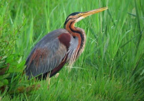 这个公然买卖美女的国家,引起了全世界单身汪的注意