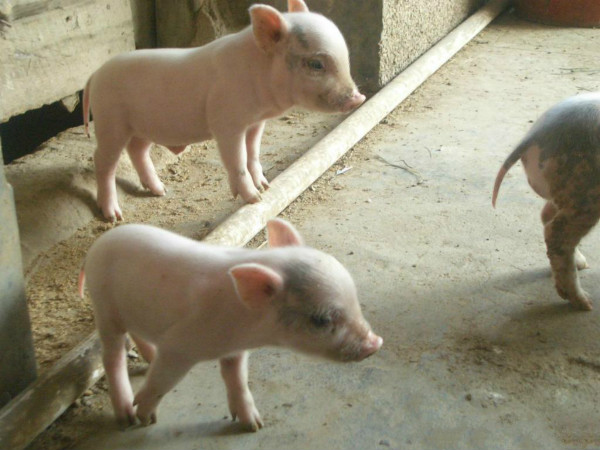 兽药夏季不好做怎么办,兽药出现问题如何解决