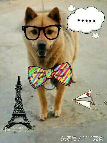 不穿鞋的原因竟然是？还好狗狗陪着你们我很放心