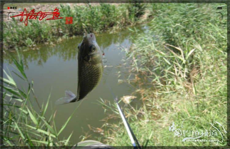 户外野钓小河沟七星鱼,鲫鱼野钓小河沟