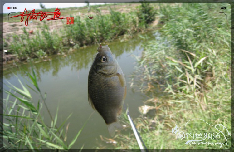 户外野钓小河沟七星鱼,鲫鱼野钓小河沟