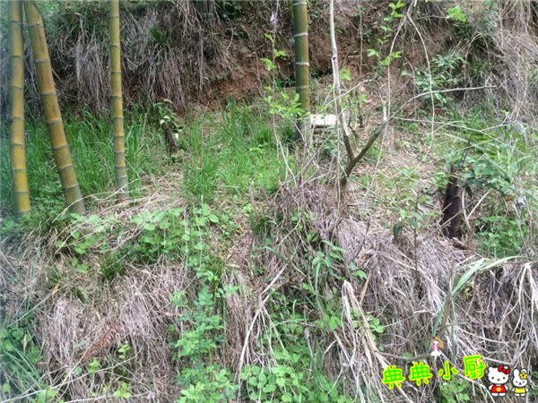 竹笋和什么肉最好吃,竹笋和莴笋烧肉怎么做好吃