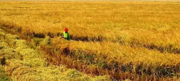 你只听过汉南,却不知道它的传奇!今年的汉南将高不可攀!