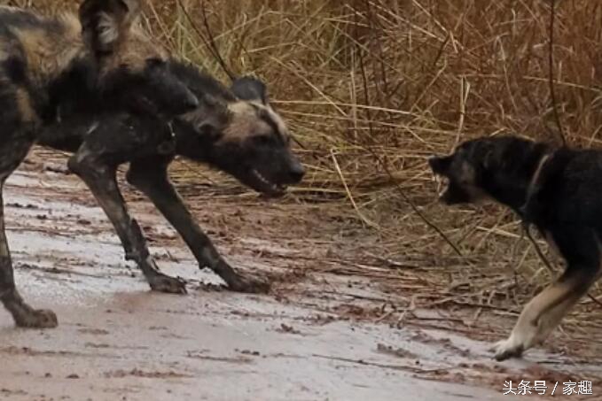 当非洲野狗遇到土狗，相互怒视，土狗威武，把野狗群都给吓跑了