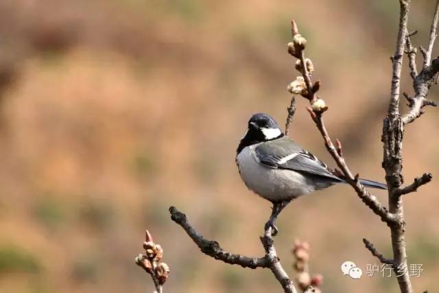 琛屾憚姹変腑,琛屾憚闄曡タ