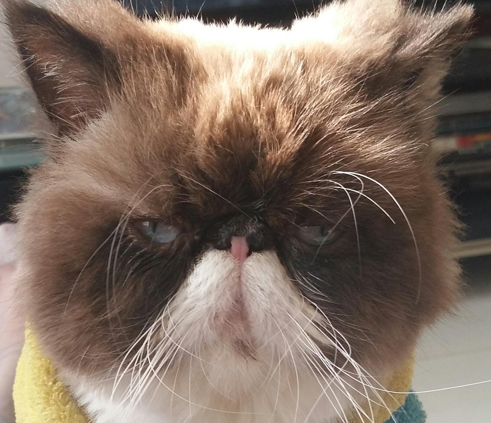 宠物大头照特效,宠物大头头像