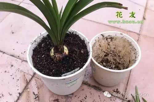 刚买回的花怎样移栽成活率高,新买回来的花怎么移栽成活率最高