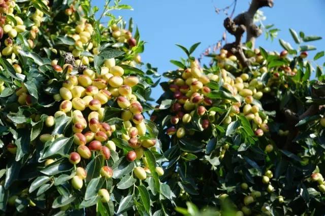 云南美食酸菜红豆猪脚,宾川县酸汤猪脚