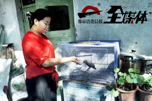 流浪猫咬死猫头鹰,猫头鹰被猫咬死