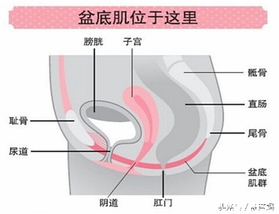 坚持做产后修复的重要性,坚持运动修复了盆底肌