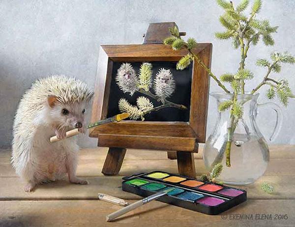 温柔可爱到爆的小刺猬,可爱呆萌小刺猬