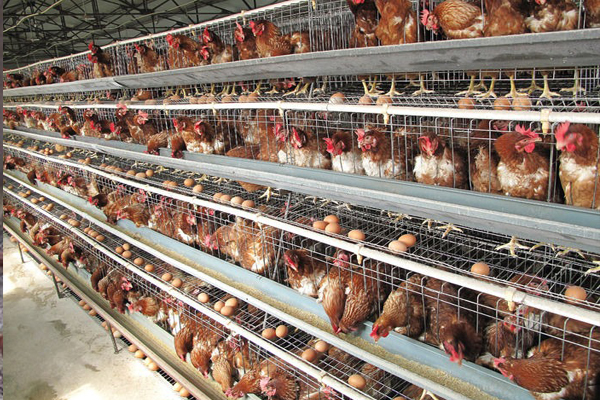 一般想买土鸡到哪里去买,去市场买鸡如何挑选