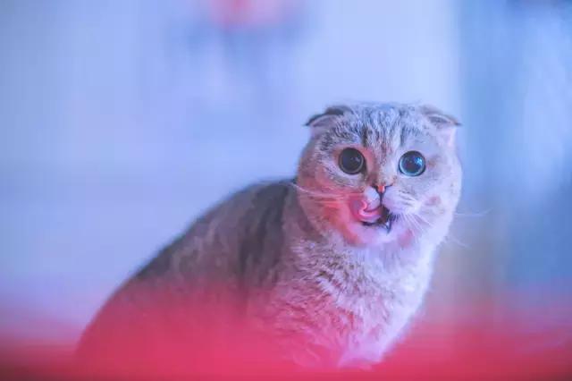 阅狗无数，看铲屎官摄影师如何用宠物来“撩妹”