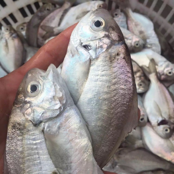 白鲳鱼和肉鲳鱼,白鲳鱼和肉鲳鱼哪种好