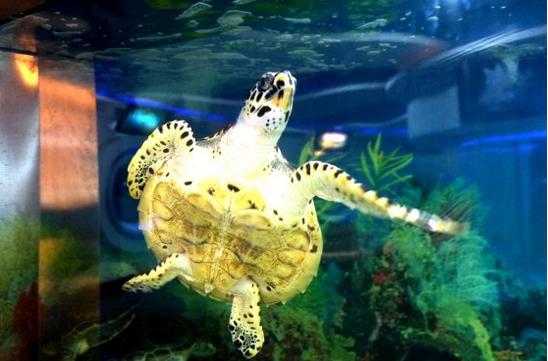 三亚下雨适合去旅游吗,三亚旅游遇到雨天怎么办