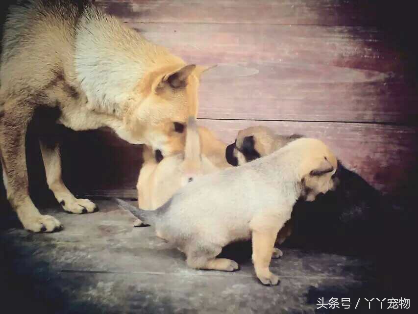 不穿鞋的原因竟然是？还好狗狗陪着你们我很放心