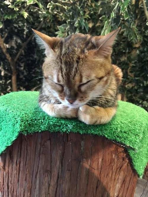 孟加拉猫主题咖啡馆,日本咖啡馆的猫咪