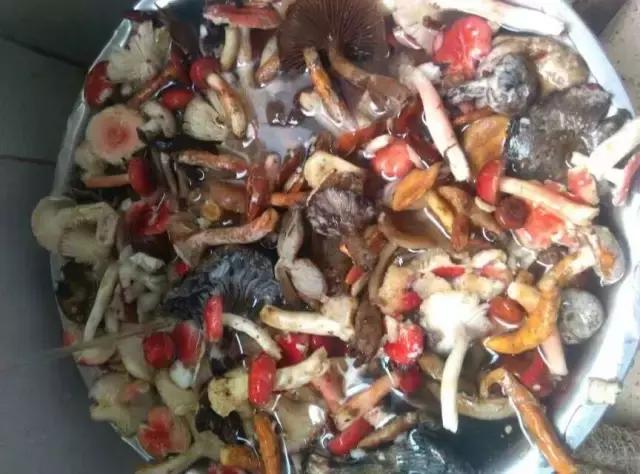 那一场刻骨铭心的毒菌风波