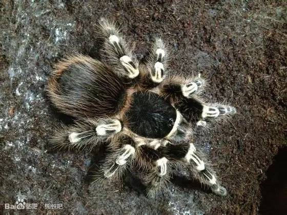 神马鬼|10万1只的奇葩昆虫宠物