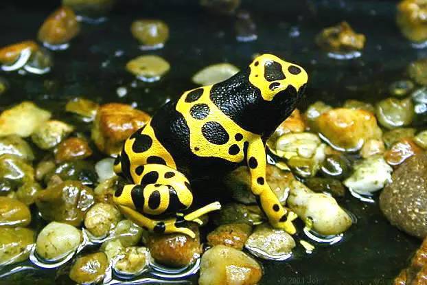 神马鬼|10万1只的奇葩昆虫宠物