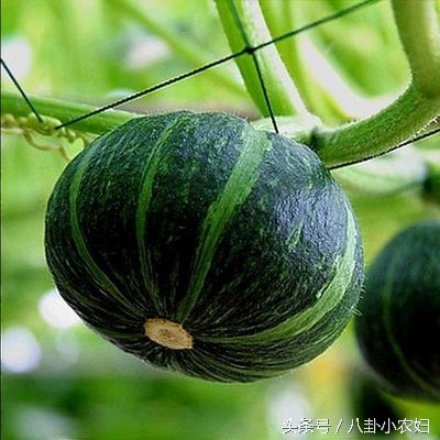 南瓜治糖尿病,为什么南瓜是糖尿病的克星