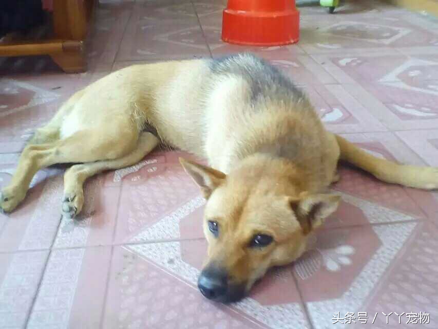 不穿鞋的原因竟然是？还好狗狗陪着你们我很放心